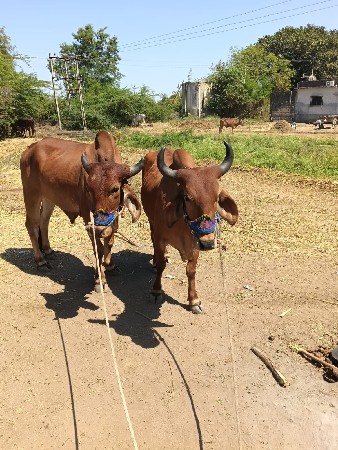 થંબનેલ 3