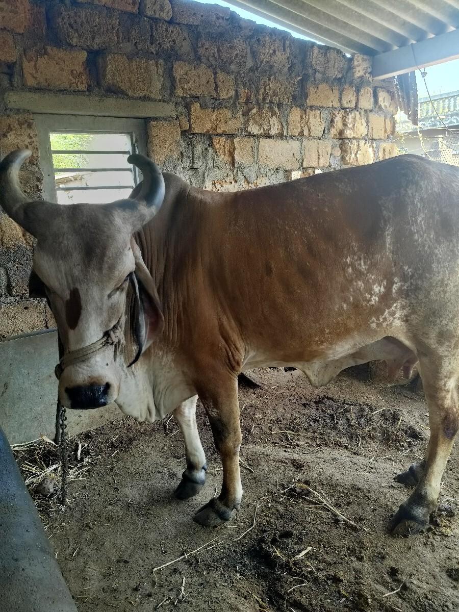 ગાય વેચવાની છે