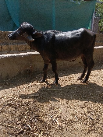 થંબનેલ 2