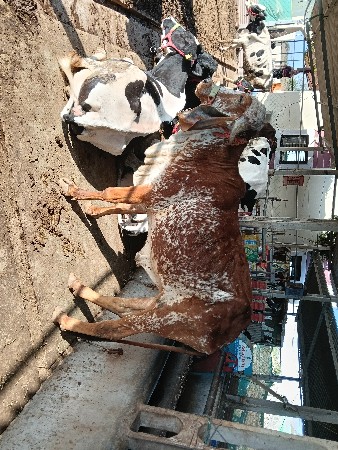 વાછડી વેચવાની છે