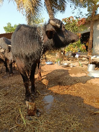 ખળેલી વેસવાની સે