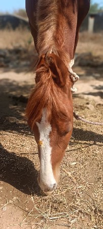 તાત્કાલિક ધોરણે વેચવાનો છે ઘોડો
