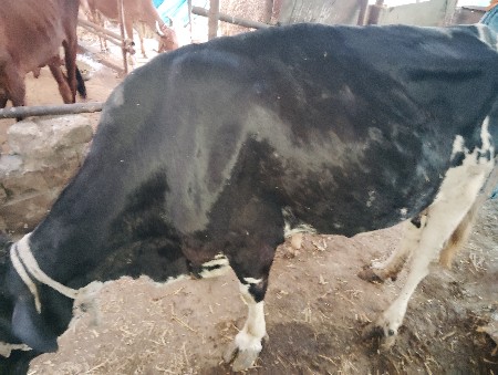 થંબનેલ 3