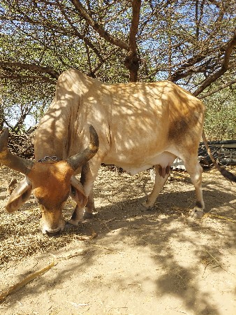 ગાય વેચવાની છે