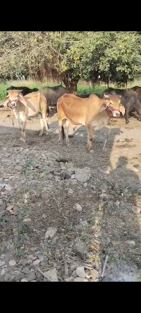 थंबनेल 2