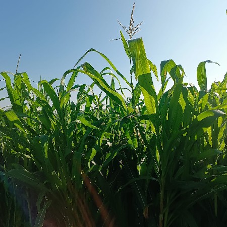 थंबनेल 3