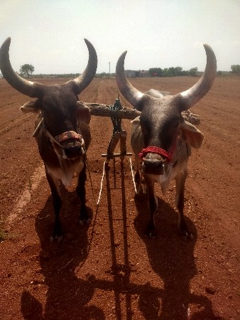 ગોધલા વેચવાના છે