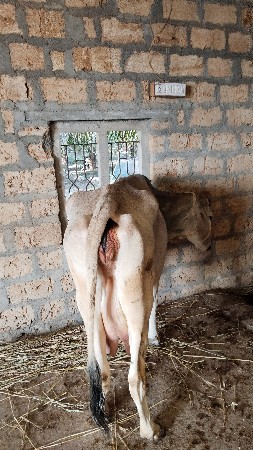 2 વેતર માં સે