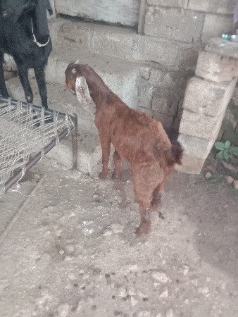 એક બકરી ૩.બોકડા