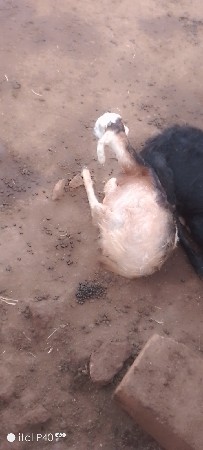 13 બોકડા વેચાવા