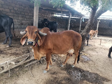 ગાય વેશવા ની સે