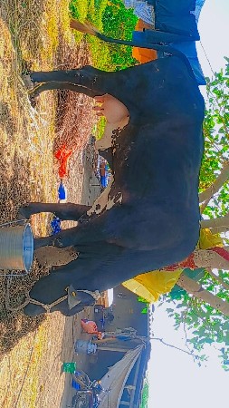 ક્રોશ ગાય વેચવાની છે