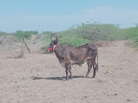 બળદ