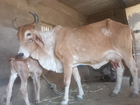 थंबनेल 2