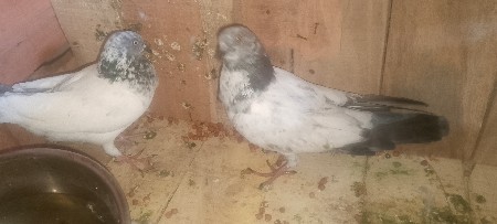 કબૂતર વેચવાનું છે