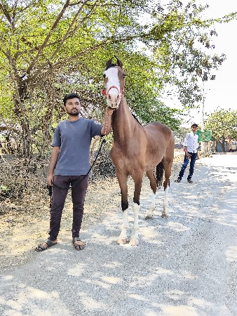 થંબનેલ 2