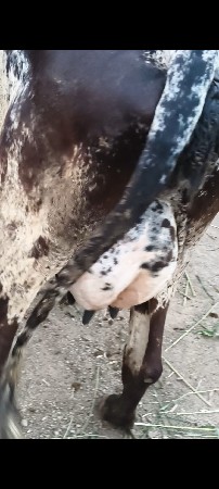 ગાય વેચવાની છે