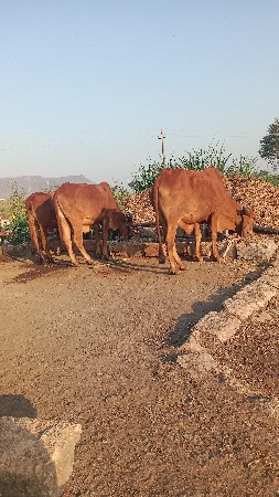બડદ વેસવા ના છે