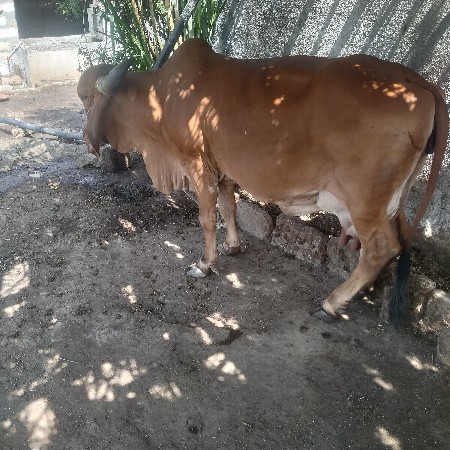 આ ગાય વેચવાની છે ત્રીજુ વેતન