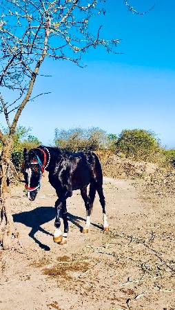 થંબનેલ 3