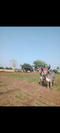 બળદ વેચવાના છે