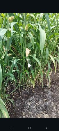 લીલી જુવાર વેચવાની