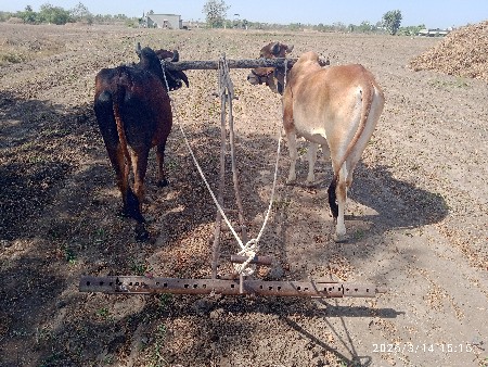 ગોઢલા વેચવા