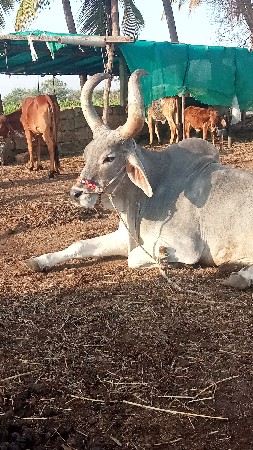 થંબનેલ 3