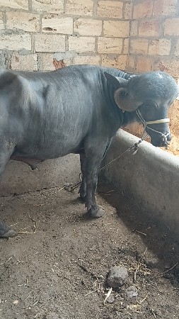 આ પાડો વેચવાનો છે