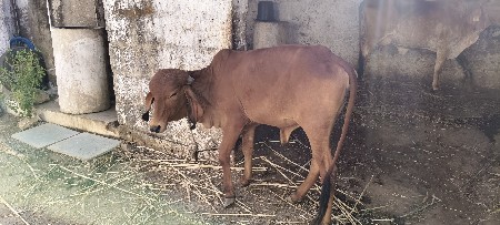 ગાય વેચવાની છે