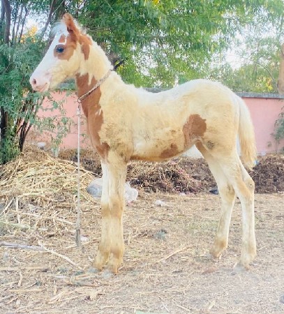 थंबनेल 2