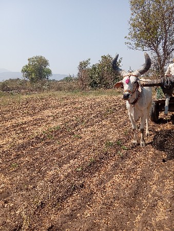એક બળદ વેંચવાનો છે
