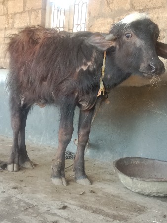 આ પાડો વેચવાનો છે