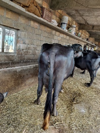 વેચવાની છે