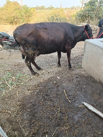 SF કૉર્સ ગાય વેસવાની છે