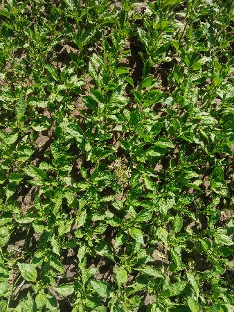 મરચી નો રોપ