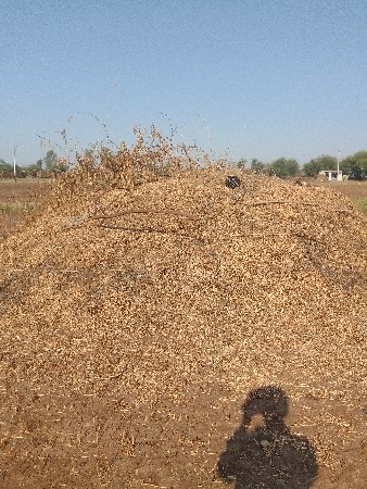 મગફડી નો પાલો વેચવા નો છે