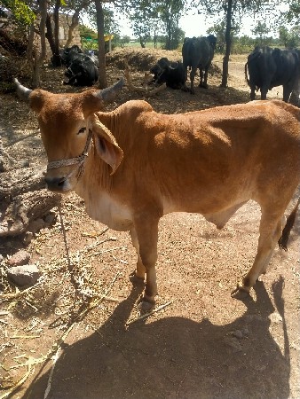 બળદ વેચવા નું છે
