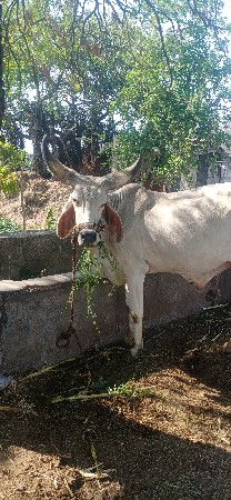 બળદ દેવાનો છે