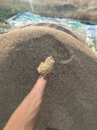 ઓર્ગેનિક ઘઉં વેચવાના છે