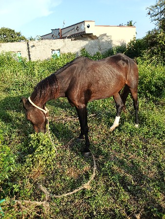 થંબનેલ 2