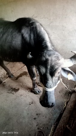 ખડાય ગાભણ વેચવાની છે