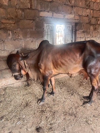 थंबनेल 2