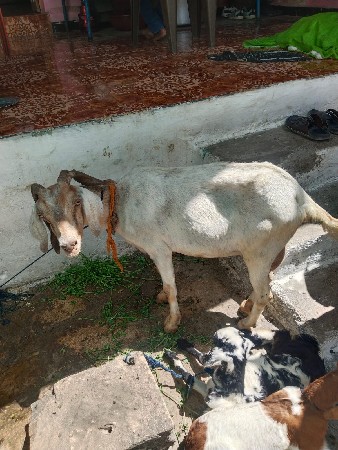 પતિરી 1 બકરી 2 બચ્ચા ભેગા