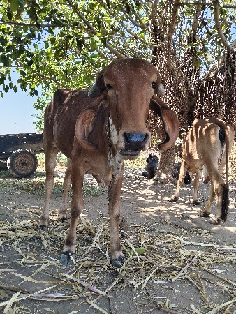 थंबनेल 2