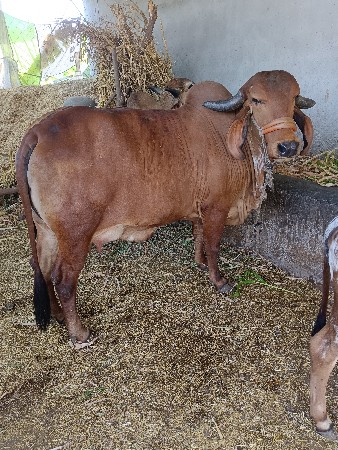 થંબનેલ 3