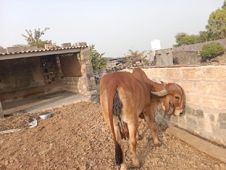 થંબનેલ 2