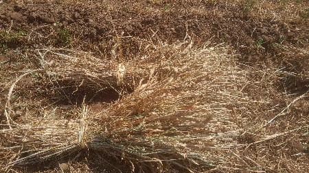 નીરણવેસવાનીછે