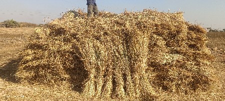 નીરણ વેચવાની સે