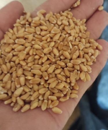 થંબનેલ 3